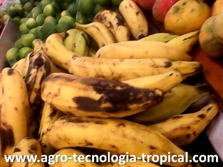 la antracnosis produce manchas negras en concha de platanos